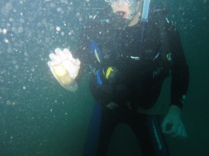 Eggs Under Water