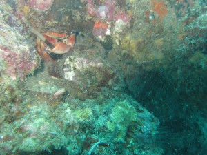 Lobster Under the Rocks